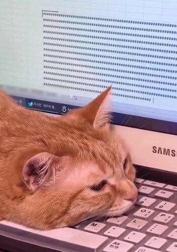 orange kitty resting head on keyboard which is typing many # signs