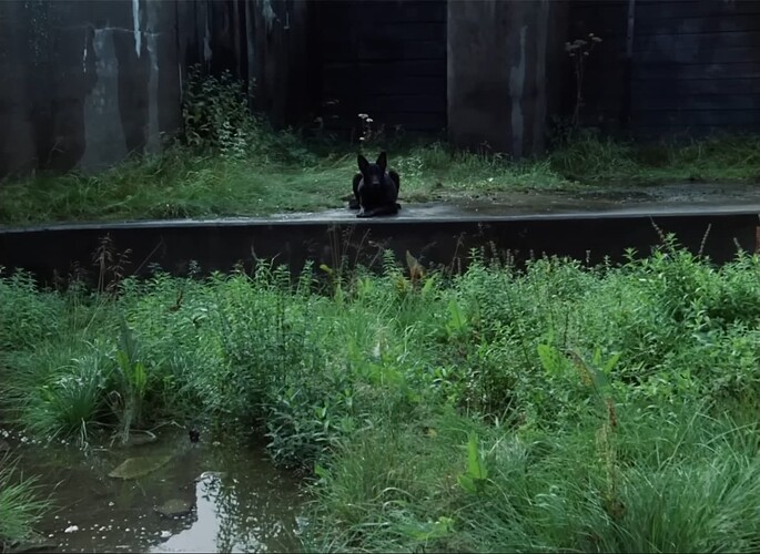 A black dog sitting on a concrete ledge before an overgrown riverbed. The concrete floor behind the dog is also covered with foliage.