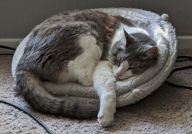 Birch, a gray and white cat, curled up in a soft bed.